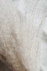 pampas grass neutral beige color on beige linen texture background close up. plant texture. poster. 