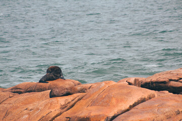 Sticker - Cute sea lion on rocks near the water