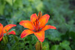Royal flower - Lílium drops of race. Blurred background.