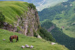 Georgia. Cross pass. Mountains covered with meadows. Horse in the meadow.