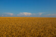 Golden wheat field, blue sky symbolizes the flag of the country Ukraine