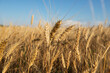 Wheat field. Foreground Spikelet in focus blurred background. Blue sky.