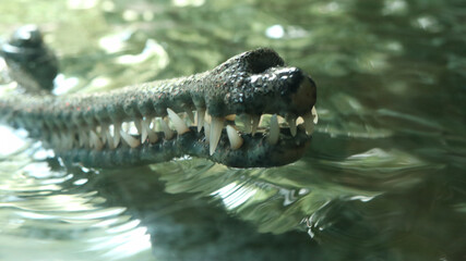 Wall Mural - Closeup shot of an Indian gharial mouth with sharp teeth on a water surface