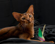 Abyssinian cat on a black background in beautiful poses
