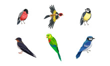 Birds As Warm-blooded Vertebrates Or Aves With Feathers And Toothless Beaked Jaws Vector Set