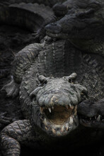 Dangerous Aligator With An Open Mouth Among Other Crocodiles