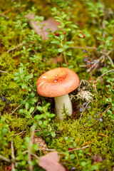 Wall Mural - nature, environment and picking season concept - russule mushroom growing in autumn forest