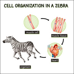 Poster - Diagram showing cell organization in a zebra