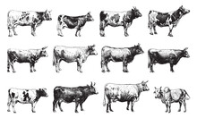 Cow And Bull Collection - Vintage Engraved Vector Illustration From Larousse Du Xxe Siècle