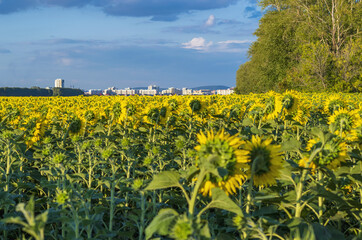 Canvas Print - Rural landscape. Yellow field of sunflower against the background of a green forest belt and a blue