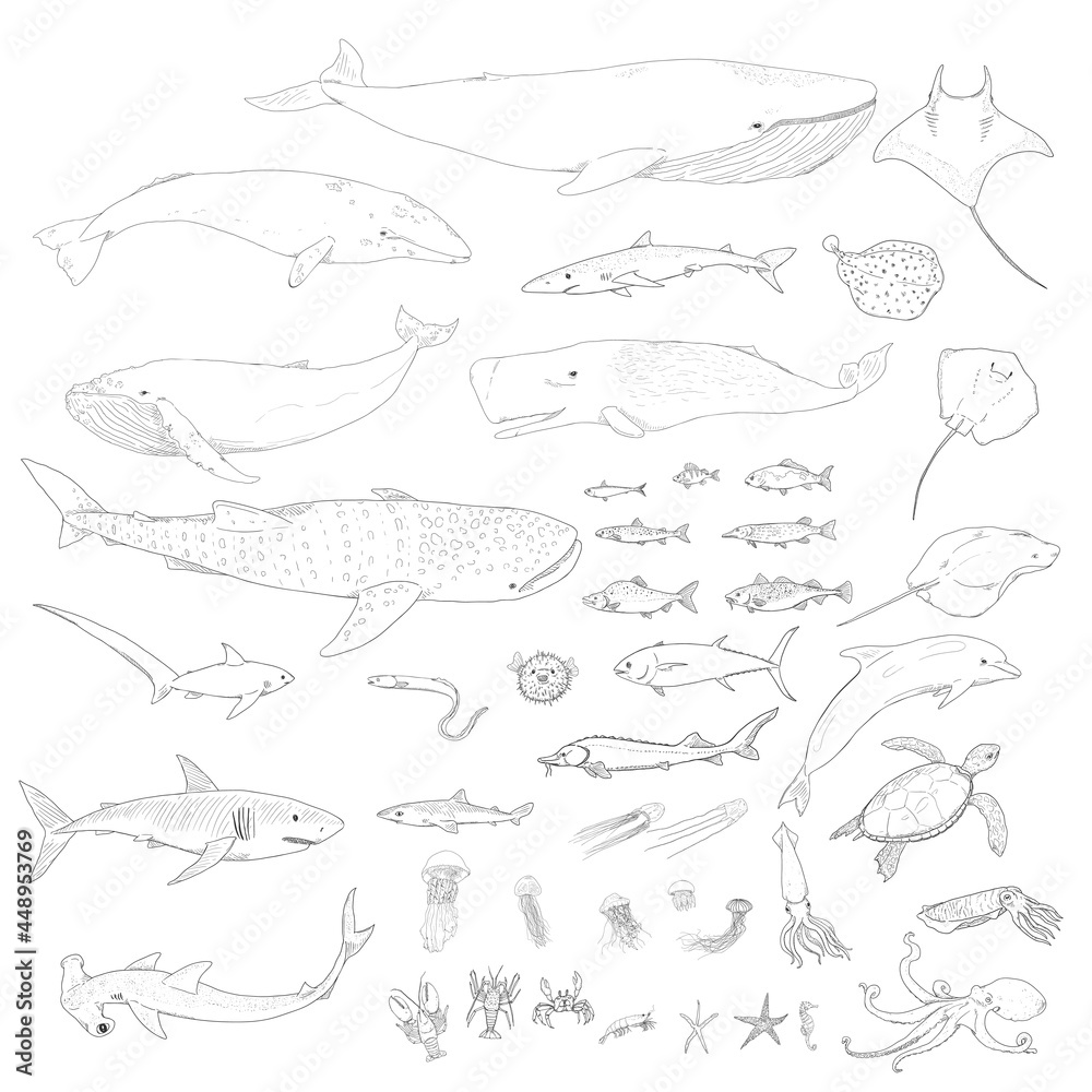 Vector Big Set of Sea Animals Illustrations - obrazy, fototapety, plakaty 
