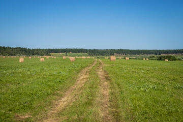 field of hay