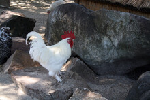 A White Rooster Stands On A Gray Stone.