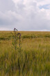 © BlopArt - thistle in the gold cornfield