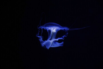 Poster - Illuminated purple jellyfish swimming in dark water