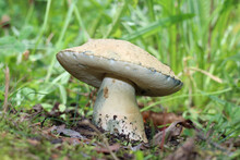 Large Ripe Edible Mushroom Gyroporus Cyanescens Grows In The Forest. The Cap And Stem Are Buff Yellowish. The Pore Surface Is White. The Injuries Are Stained Blue. Bluing Bolete, Cornflower Bolete.