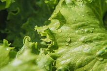 A Lettuce Plant Grows In A Vegetable Garden In A Village In The Sun. Close-up
