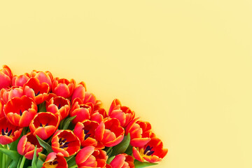 Wall Mural - Red tulips bouquet on a yellow background. Flat lay, copy space for text