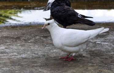 Wall Mural - Domestic white pigeon standing on the rooftop in the evening