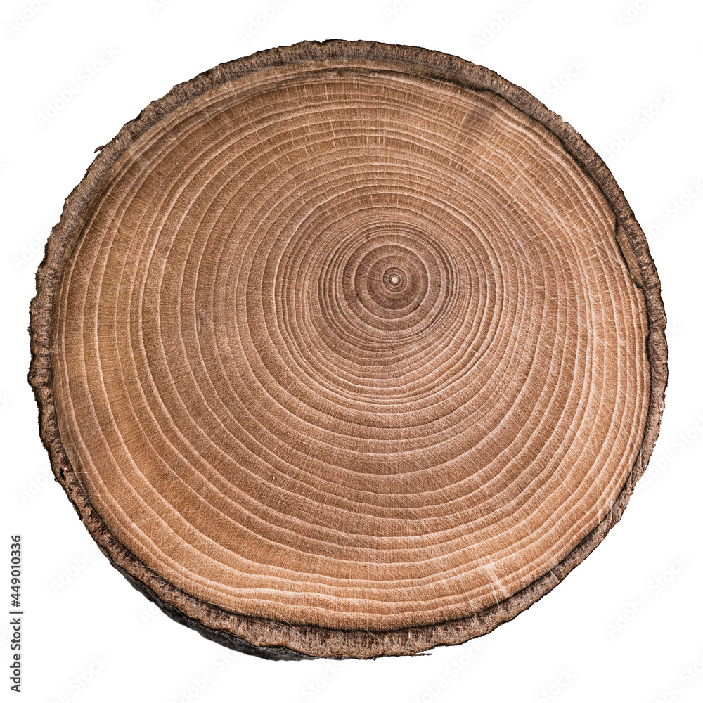 Cut, slice, section of tree wood isolated on a white background.  Macro shot of a cut tree with annual rings. Stump, trunk of an old tree. - obrazy, fototapety, plakaty 