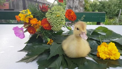 Wall Mural - Musk duckling sits on a white table on the leaves of wild grapes on the background of a bouquet of flowers in the garden