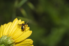 Selective Focus Shot Of A Bee On A Yellow Daisy