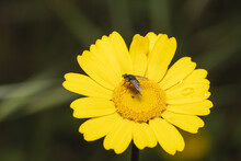 Selective Focus Shot Of A Bee On A Yellow Daisy