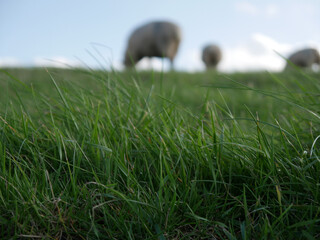 Wall Mural - Grassland with sheeps