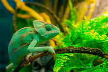 Closeup Shot Of A Reen Chameleon In The Terrarium