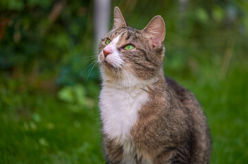 Poster - A cat enjoying the sunshine in the garden.