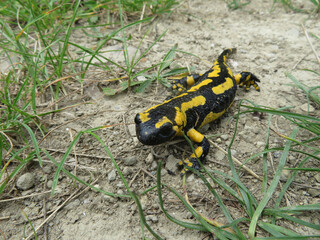 Canvas Print - Fire salamander, Salamandra salamandra, walking