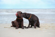 canvas print picture - Zwei Braune Labradore spielen am Strand im Wasser