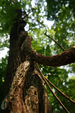 Vertical Shot Of A Tree Trunk With Green Leaves During Daylight