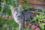Fototapeta  - Kot w ogródku 