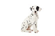 A Dalmatian puppy on a white background