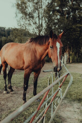 vertical shot of a brown horse with a white spot standing by a f on a pasture