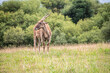 © Ruten - Impalas en cabárceno parque de la naturaleza