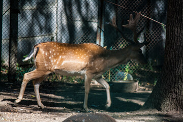 Wall Mural - Young brown deer walking in the zoo close-up