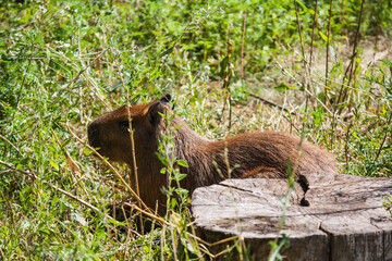 Wall Mural - Large brown capybara  in the field