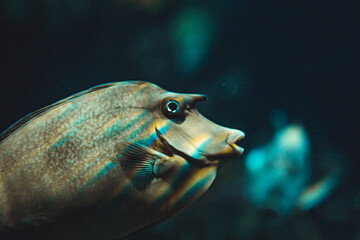 Closeup shot of an aquarium fish