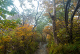 Fototapeta Na ścianę - 栃木県那須郡那須町の那須岳に霧の中で紅葉を見るために登山している風景 A view of climbing Mt. Nasu in Nasu-machi, Nasu-gun, Tochigi Prefecture, to see the autumn leaves in the fog.