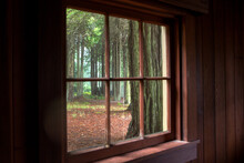 View From A Wooden Cottage Window Into A Forest. Mendocino, California.