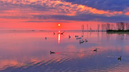 Wall Mural - Ducks and pelicans gathering and flying in shallow waters, in the colorful sunrise. This strange orange sky is the way a dimmed sunrise looks in the Midwest when fires out West fill the air with ash.