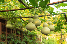 Group Of Birdhouse Gourds And Bitter Melon Hanging On Vines At Organic Backyard Garden Near Dallas, Texas, USA