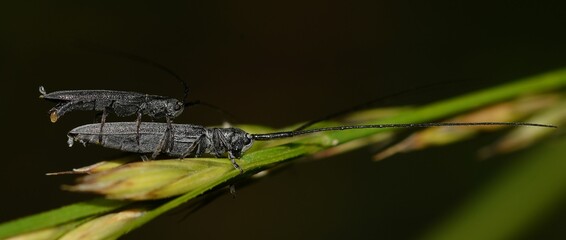 Wall Mural - Black grasshoppers mating.