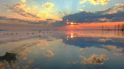 Wall Mural - Ducks, geese, pelicans gathering in the colorful sunrise with perfect reflection.

