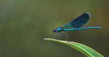 River Bright Blue Dragonfly On A Leaf. Copy Space