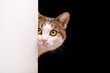Cat looks out, cat on white background peeks around the corner