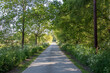 Country road UK. Tree-lined lane in the English countryside