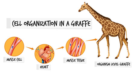 Sticker - Diagram showing cell organization in a giraffe